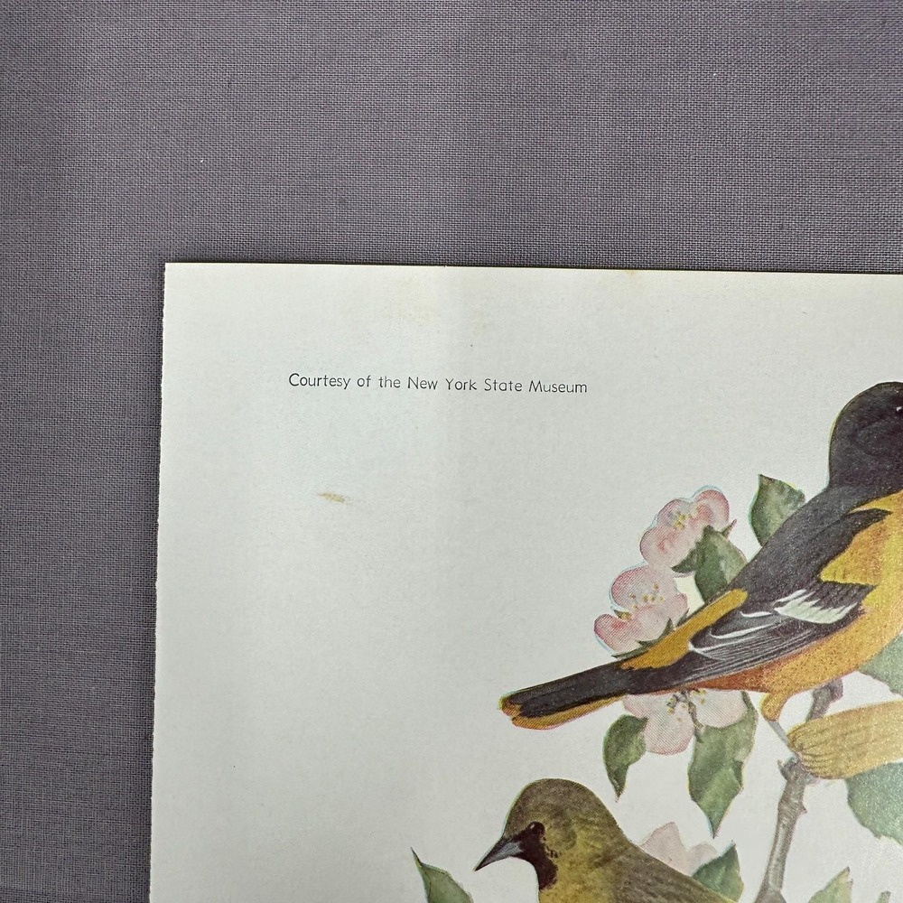 Louis Fuertes Baltimore Orchard Orioles Meadowlark 1936 Vintage Plate Wall Art - Picture 2 of 7